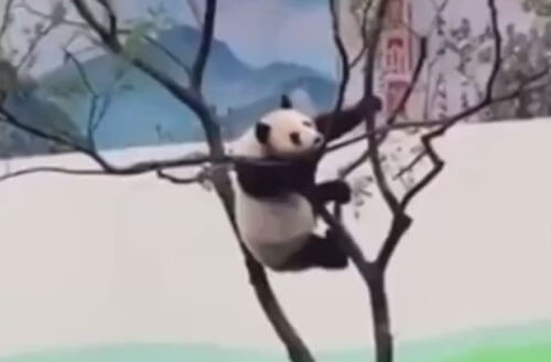 Игры на дереве не довели панду до добра