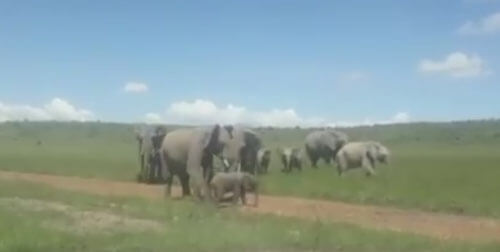 Потерявшийся слонёнок воссоединился с родственниками