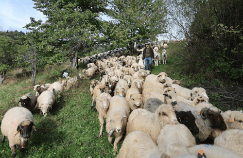 Стадо овец пропало с фермы, но вскоре нашлось на дороге