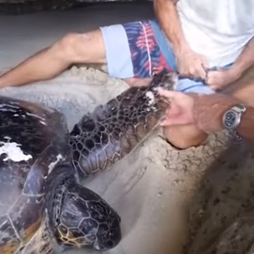 Туристы спасли морскую черепаху, запутавшуюся в верёвке