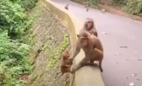 Детёныш обезьяны убедился, что мама всегда придёт ему на помощь