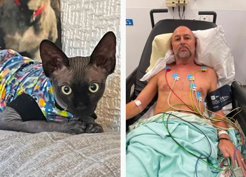 Разыгравшийся лысый кот уронил хозяина с лестницы, и мужчина получил множественные травмы