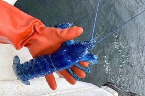 Рыбак поймал редчайшего голубого лобстера и выпустил его на волю