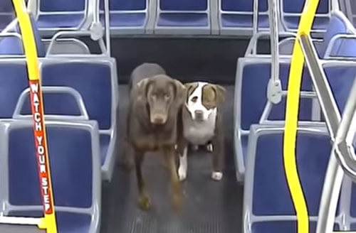 Потерявшиеся собаки вернулись домой благодаря водительнице автобуса