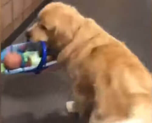 Полицейскую собаку обвинили в краже благотворительных игрушек