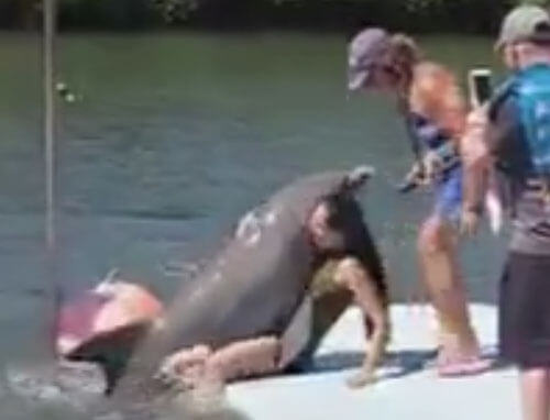 Объятия с озабоченным дельфином закончились весьма неприлично