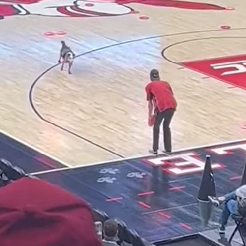 Собака развлекла баскетбольных болельщиков дефекацией на стадионе