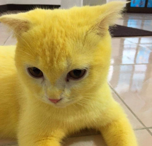 В результате лечения куркумой кошка превратилась в Пикачу