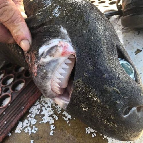 Рыбак поймал акулу с огромными глазами и странными зубами
