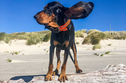 Длинные уши помогли собаке установить мировой рекорд