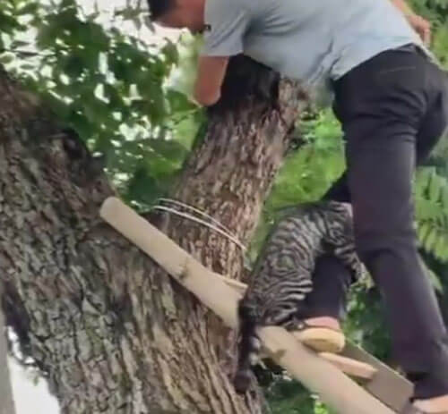 Кошка, которую сняли с дерева, крепко вцепилась в ногу своего спасителя