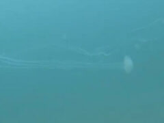 Встретив медузу с длинными щупальцами, дайвер не только удивился, но и испугался