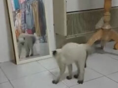 Кошка уверена, что в зеркале живёт её злейший враг