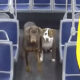 Потерявшиеся собаки вернулись домой благодаря водительнице автобуса