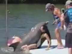 Объятия с озабоченным дельфином закончились весьма неприлично
