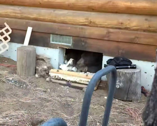 Медведь решил укрыться на зиму в подвале жилого дома