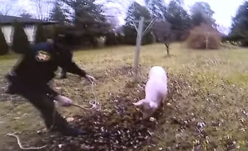 Свинья с большой неохотой сдалась в руки полиции
