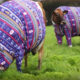 Коров одели в свитеры в честь праздника и ради привлечения туристов