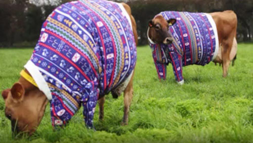 Коров одели в свитеры в честь праздника и ради привлечения туристов