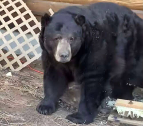Медведь решил укрыться на зиму в подвале жилого дома