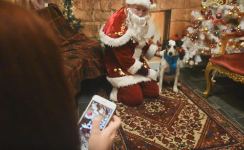 Четвероногие друзья человека получили возможность встретиться с Санта-Клаусом