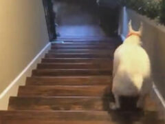 Весёлый пёс решил, что летать по лестнице куда интереснее, чем ходить