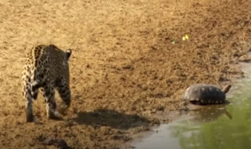 Черепаха не захотела стать обедом для ягуара