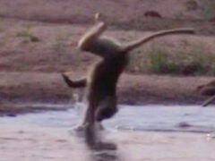 Неловкий бабуин опозорился при переходе реки