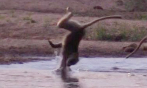 Неловкий бабуин опозорился при переходе реки