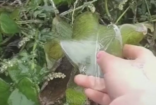 Лист растения покрылся ледяной скульптурой благодаря морозу
