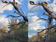 Собаку, увлёкшуюся погоней за кошкой, пришлось спасать с дерева