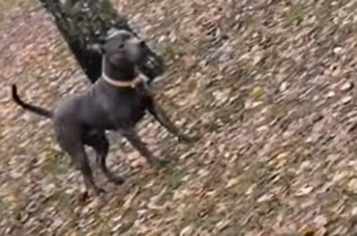 Пёс, потерявший хозяина, предположил, что тот любит лазать по деревьям