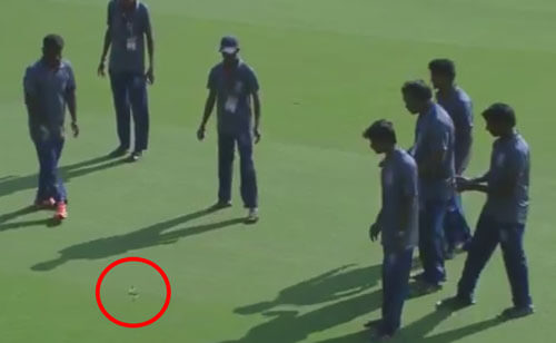 Придя на крикетный матч, зрители заодно посмотрели на змею на поле