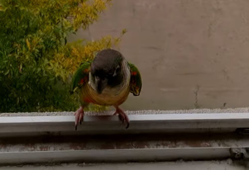 Хозяева выбрасывают попугая из окна, чтобы развлечь птичку