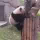 Втащив закуску на дерево, панда тут же её выронила