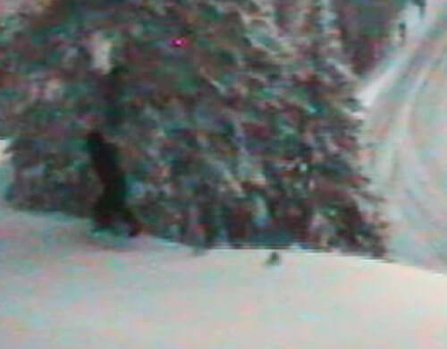 Снежный человек был сфотографирован во время лесной прогулки