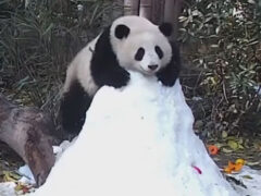 Вместо покорения снежной вершины панда научилась кататься с горки