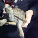 Злая черепаха, поджегшая собственный дом, была спасена
