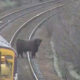 Сбежавшая корова на час остановила движение поездов