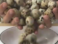 Перепелиные яйца стали «красками» для создания копии «Моны Лизы»