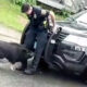 Свинья продемонстрировала непочтительное отношение к полиции