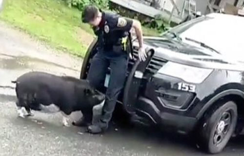 Свинья продемонстрировала непочтительное отношение к полиции