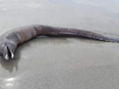 Гуляя по пляжу, люди обнаружили труп странного морского монстра