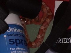 Поиск туфель в шкафу закончился обнаружением змеи