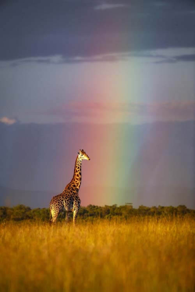 Фотосъёмка жирафа на фоне радуги получилась удивительной