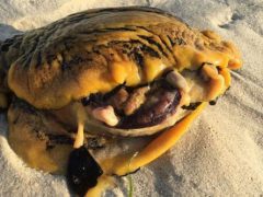 Страшный «инопланетянин», найденный на пляже, оказался опасен для собак