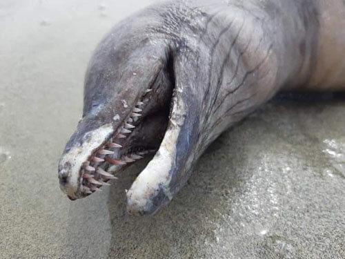 Гуляя по пляжу, люди обнаружили труп странного морского монстра