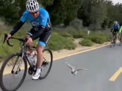 Птица заинтересовалась велоспортом, хотя велосипеда у неё не было
