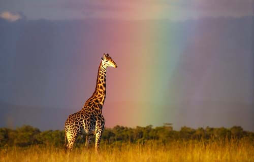 Фотосъёмка жирафа на фоне радуги получилась удивительной