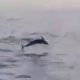 Маленький дельфин, выпрыгивающий из воды, продемонстрировал свою неловкость